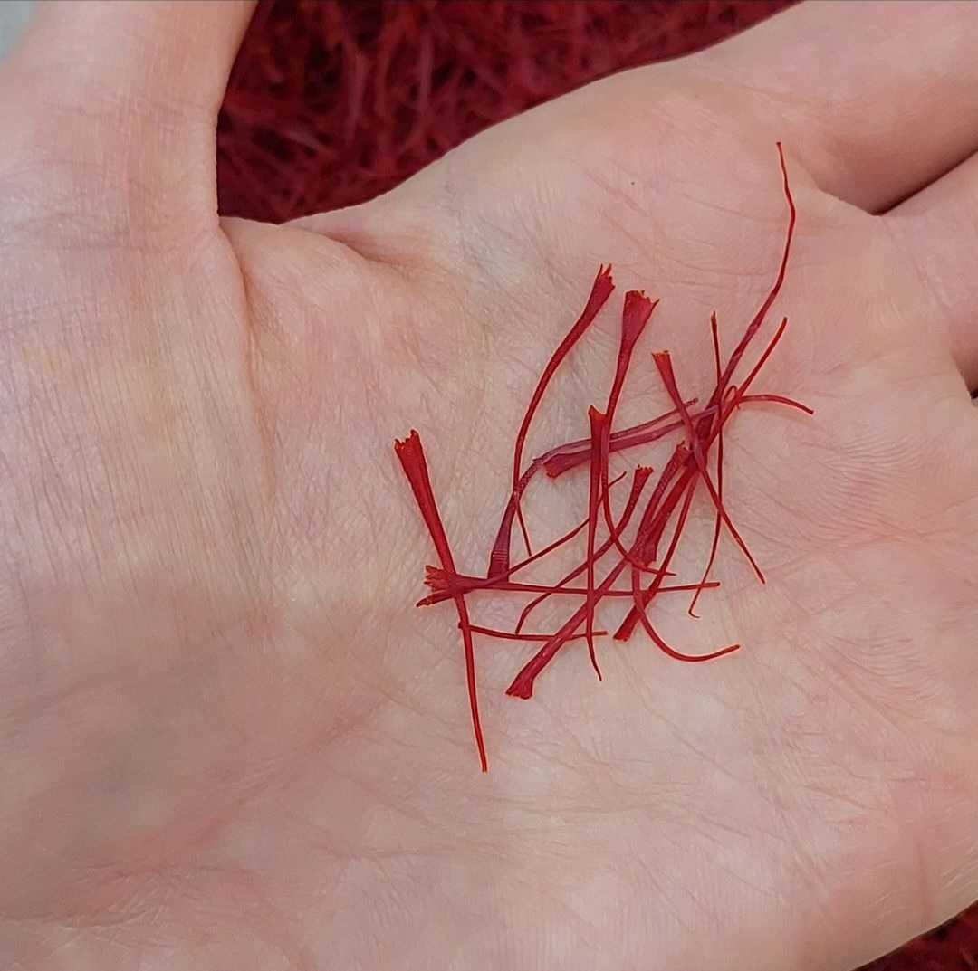 Kashmiri Mongra Saffron (Kesar) - Image 2