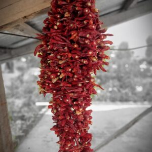Rich wine red color, shriveled appearance and not so spicy, that’s the definition of kashmiri chilli. The kashmiri chilli is smaller, rounder and less pungent, but lends a very bright red color to the food. They are bred for their high color retention since they redden anything capable of absorbing color. The kashmiri chilli powder is a blend of medium quality red pepper mostly used for tandoori dishes. The roasted kashmiri chilli has a very pleasant aroma. It can redden anything that is capable of absorbing color like oil and surface of meat, etc.