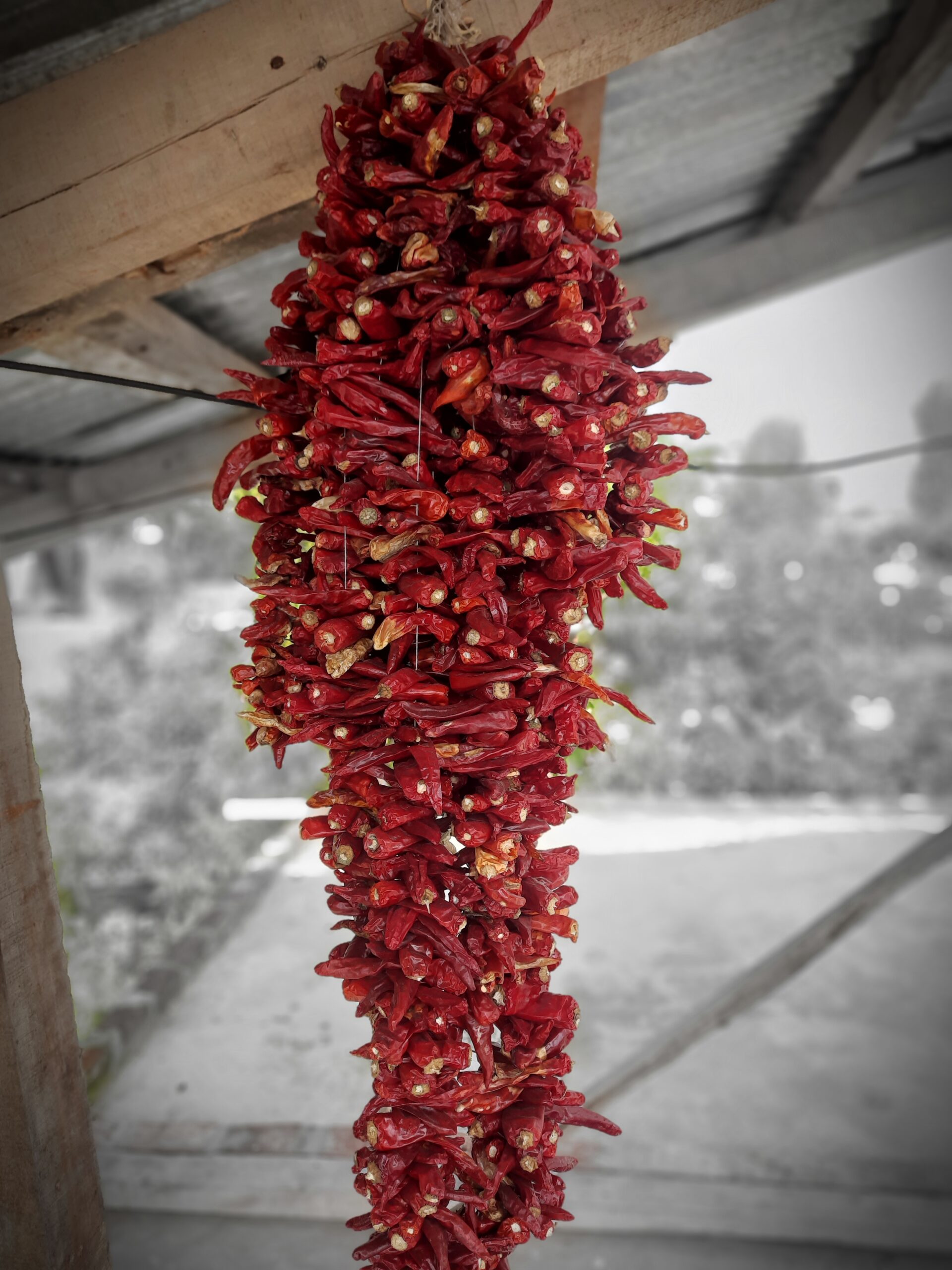 Rich wine red color, shriveled appearance and not so spicy, that’s the definition of kashmiri chilli. The kashmiri chilli is smaller, rounder and less pungent, but lends a very bright red color to the food. They are bred for their high color retention since they redden anything capable of absorbing color. The kashmiri chilli powder is a blend of medium quality red pepper mostly used for tandoori dishes. The roasted kashmiri chilli has a very pleasant aroma. It can redden anything that is capable of absorbing color like oil and surface of meat, etc.