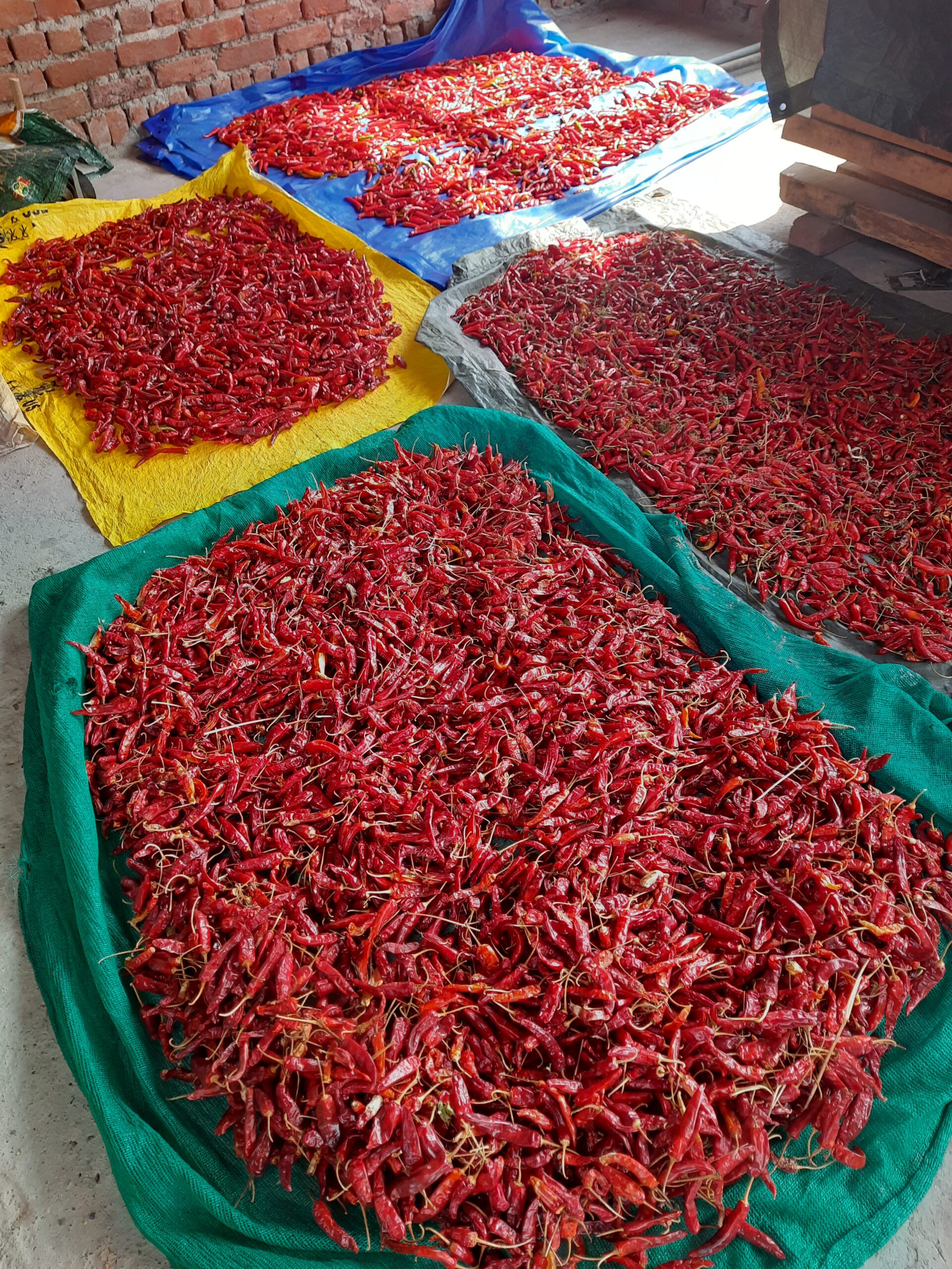 Kashmiri Red Chilli Organic - Image 3