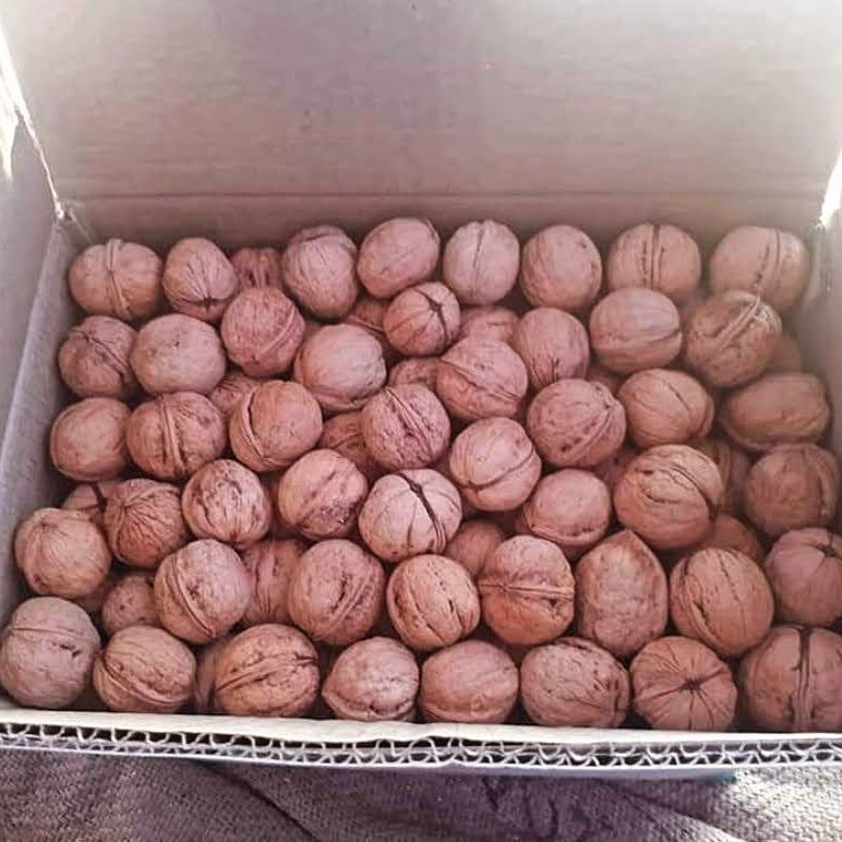 KASHMIRI WALNUT WITH SHELL - Image 3